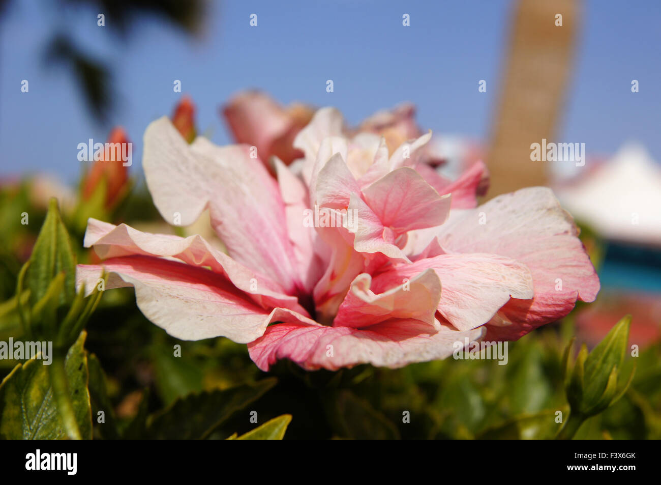 Tahiti hibiscus hi-res stock photography and images - Alamy