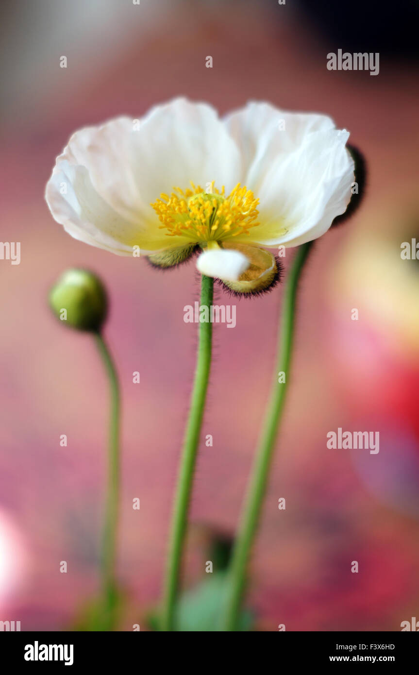 Poppy flower in the pot Stock Photo Alamy