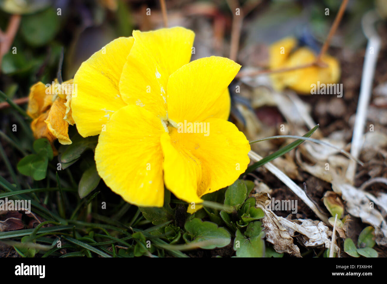 First spring flowers - tricolor viola Stock Photo