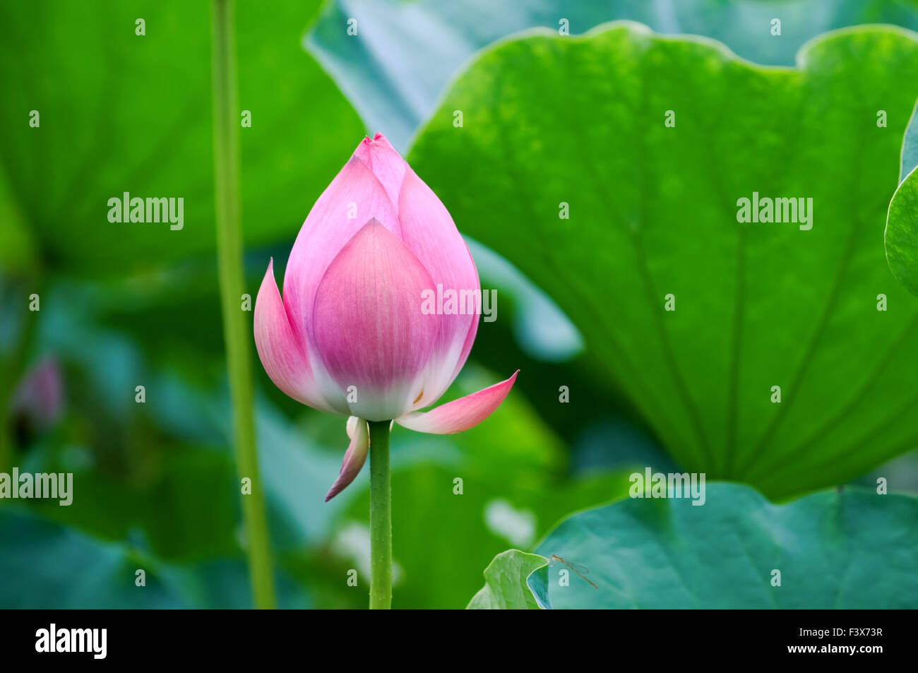 The shot of lotus leafs and the blossom Stock Photo