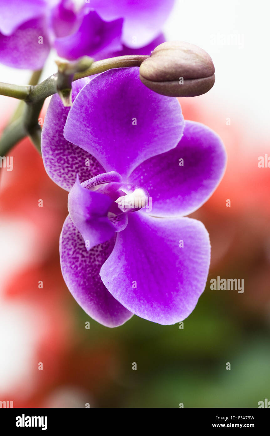 Pink orchid flower in close up Stock Photo