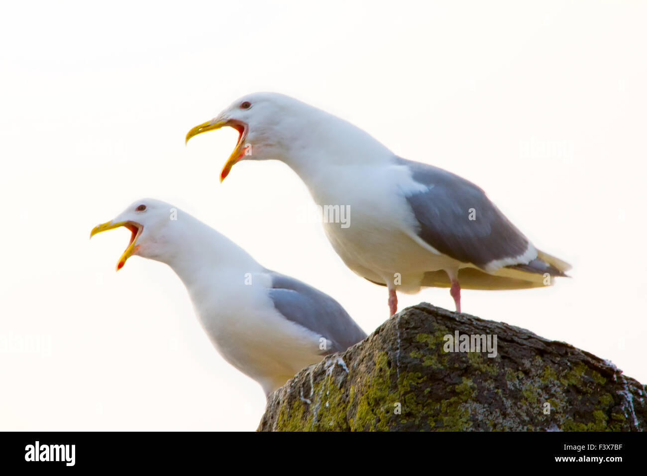 Two seagulls calls Stock Photo