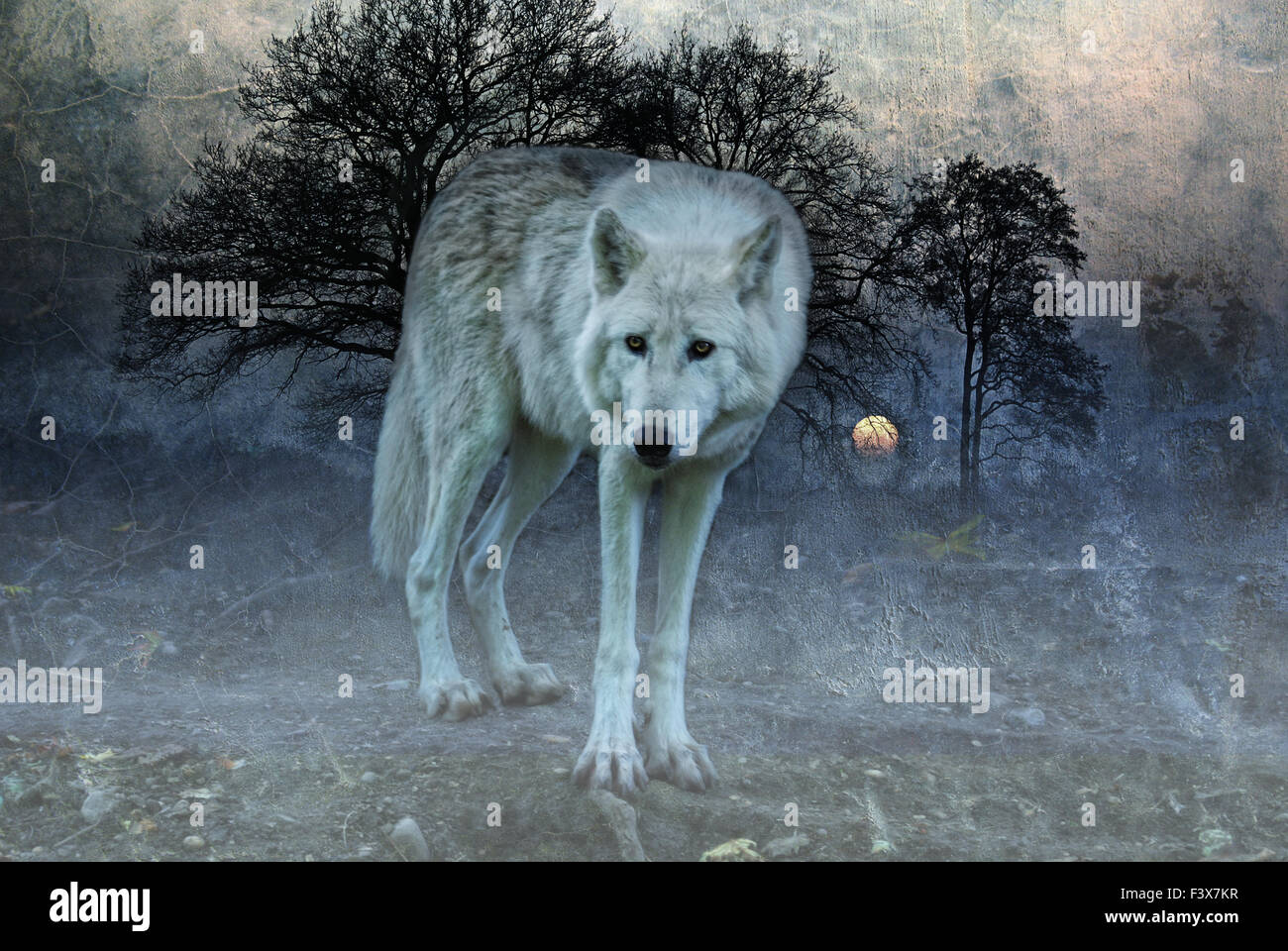 lone wolf Stock Photo