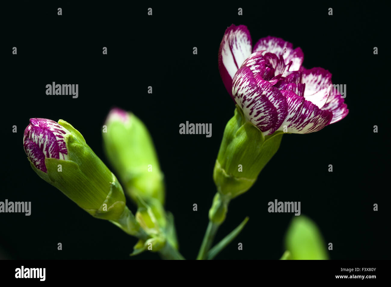 Close shot of carnation over dark background Stock Photo