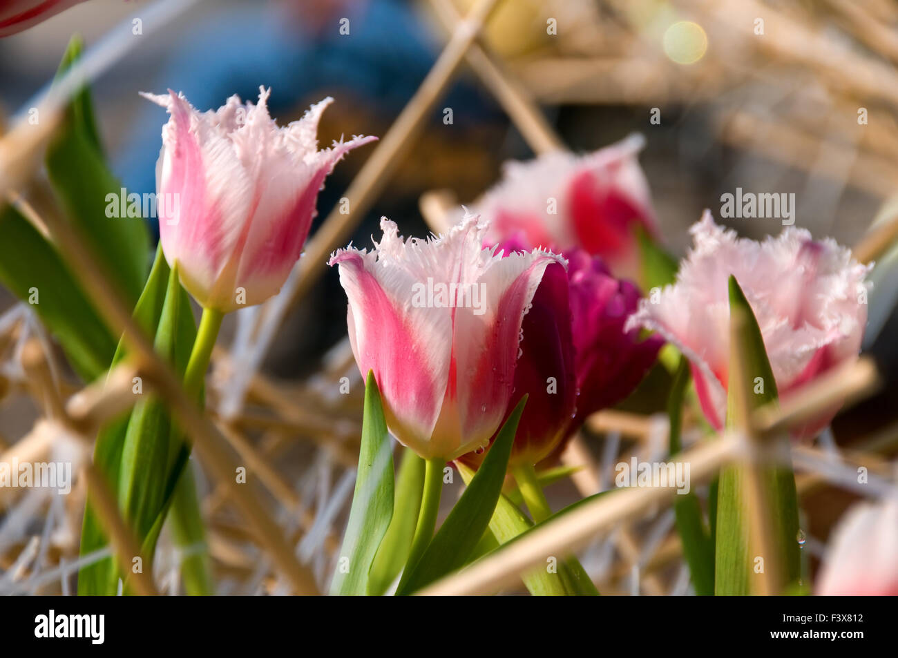 The view of pink tulips flowers Stock Photo