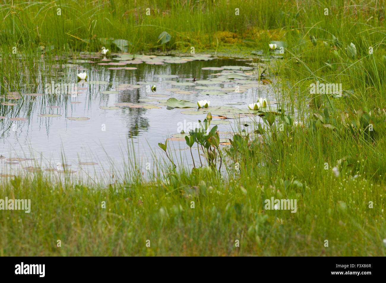 Small pond in bog area with water-lily flowers, selective focus image Stock Photo