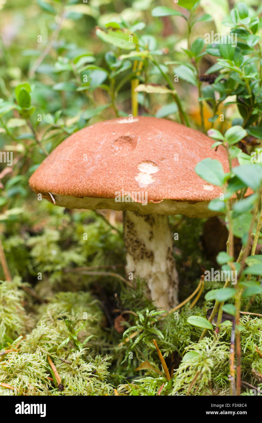 Closeup on orange-cup mushroom (Leccinum Aurantiacum) Stock Photo