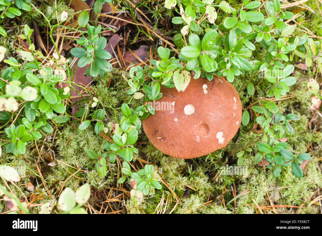 Orange-cup mushroom (Leccinum Aurantiacum) overlook view Stock Photo