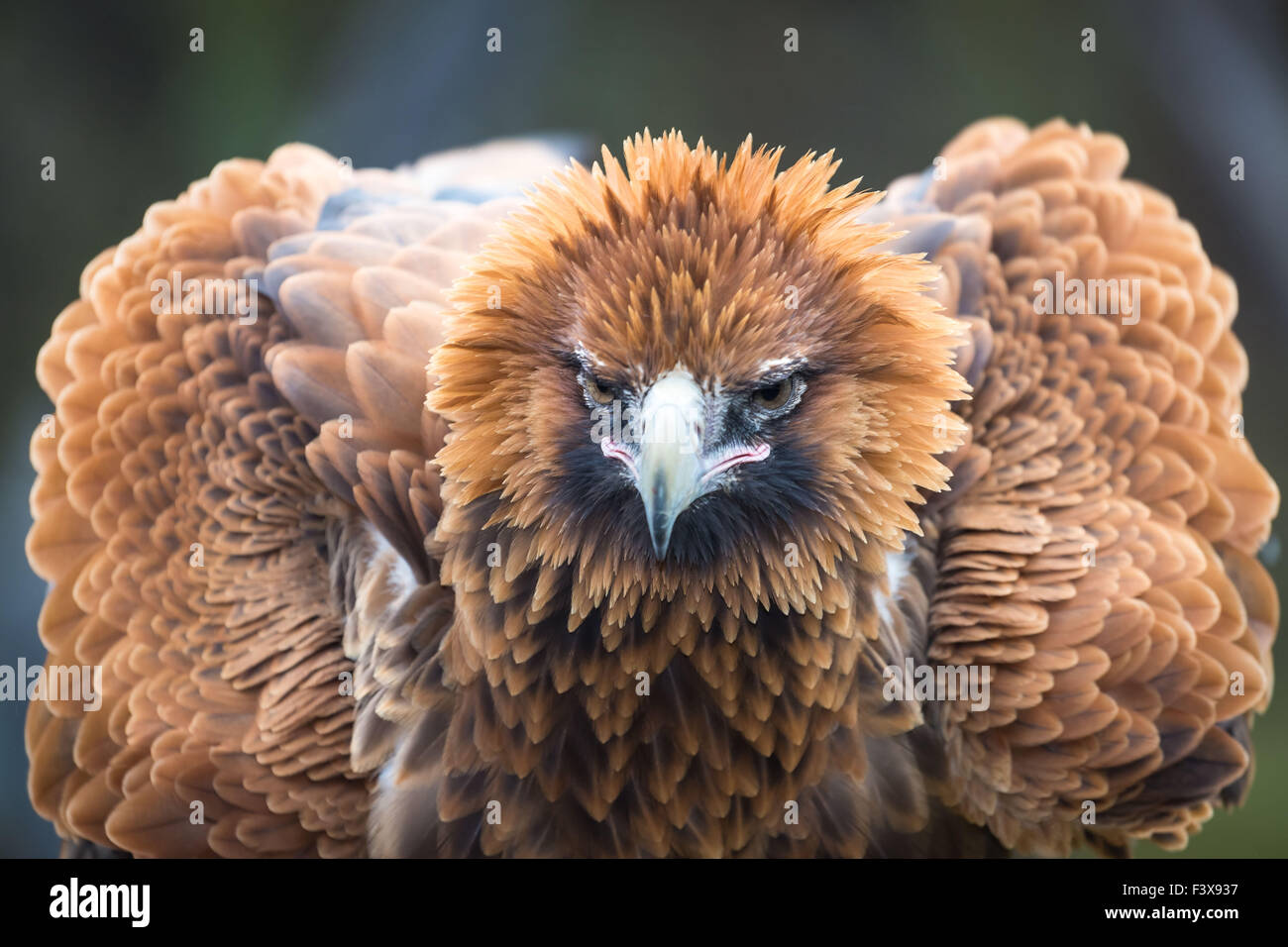 Wedge-tailed Eagle Stock Photo