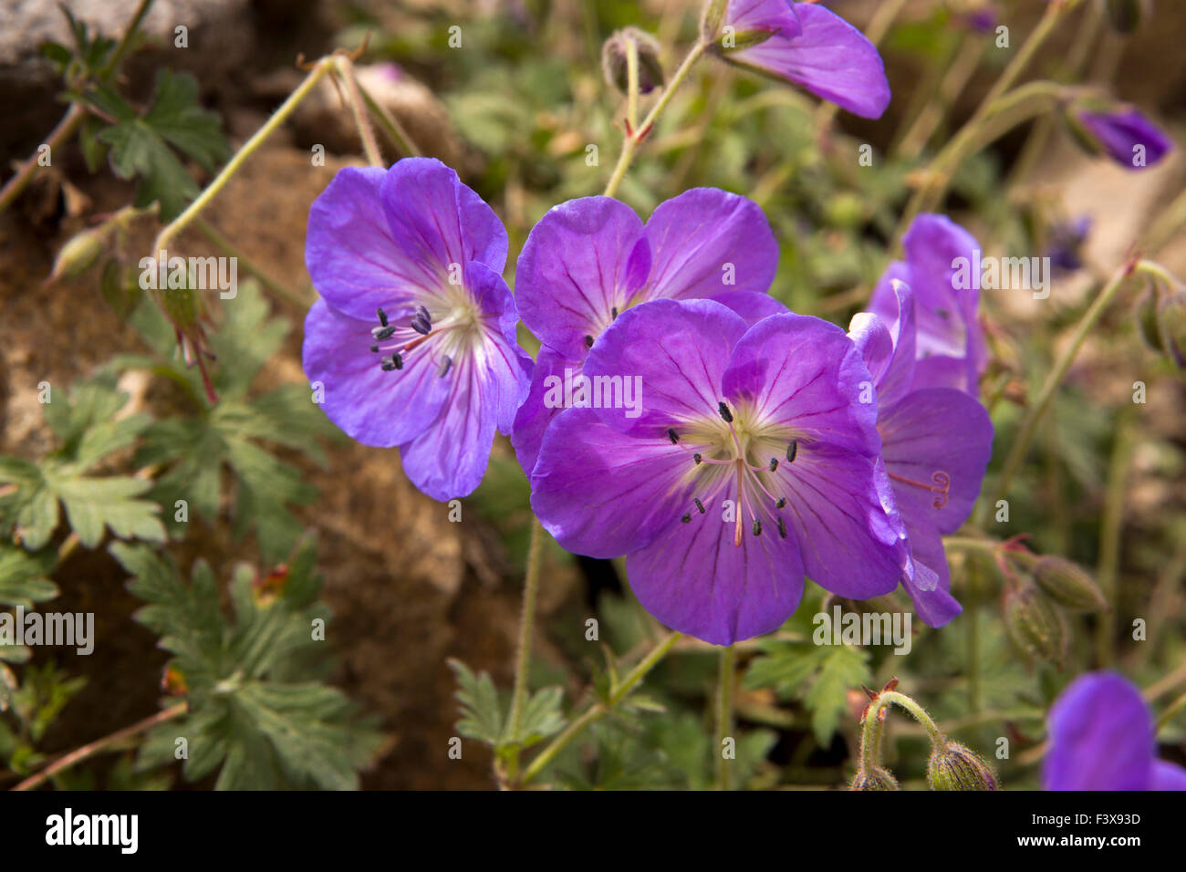 India, Jammu & Kashmir, Ladakh, Leh, Himalayan Geranium, Lilac Cranesbill, Geranium himalayense Stock Photo