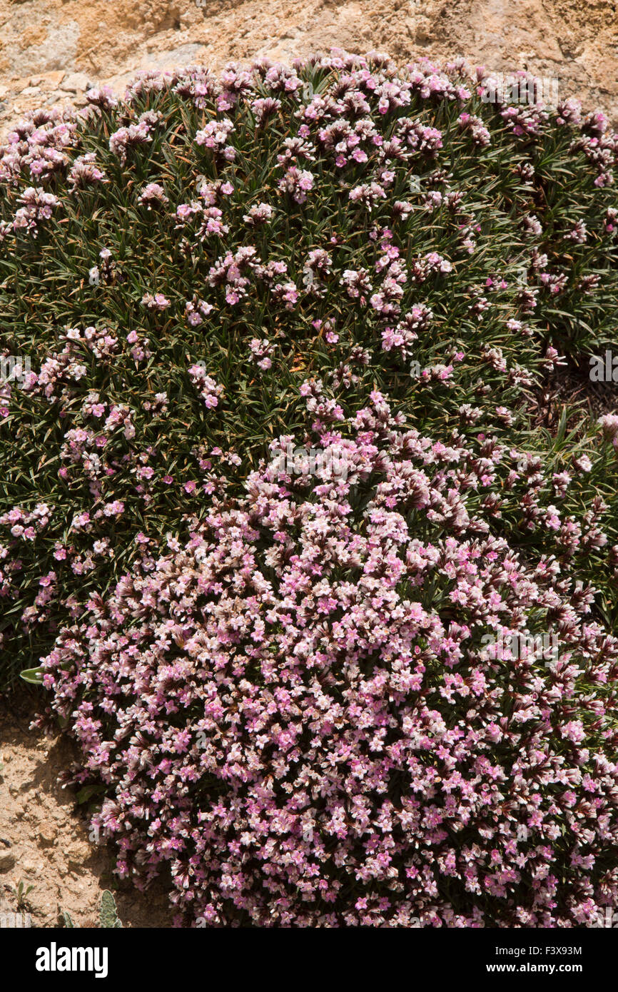 India, Jammu & Kashmir, Ladakh, Leh, Pink Alpine Azalea flowers, Kalmia procumbens, in rocky habitat Stock Photo