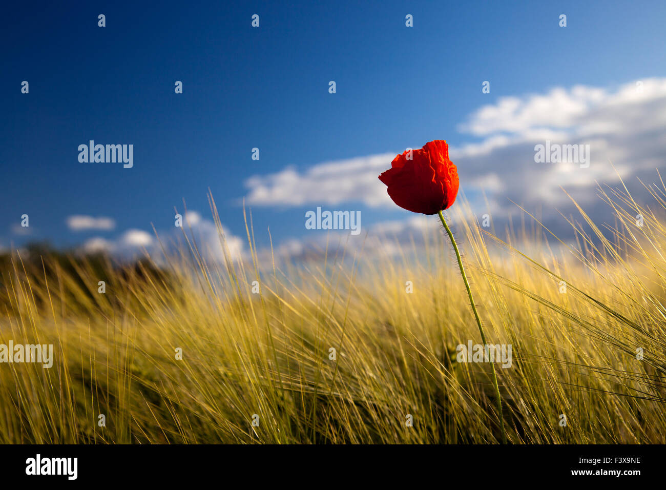 poppy seed flowering Stock Photo Alamy