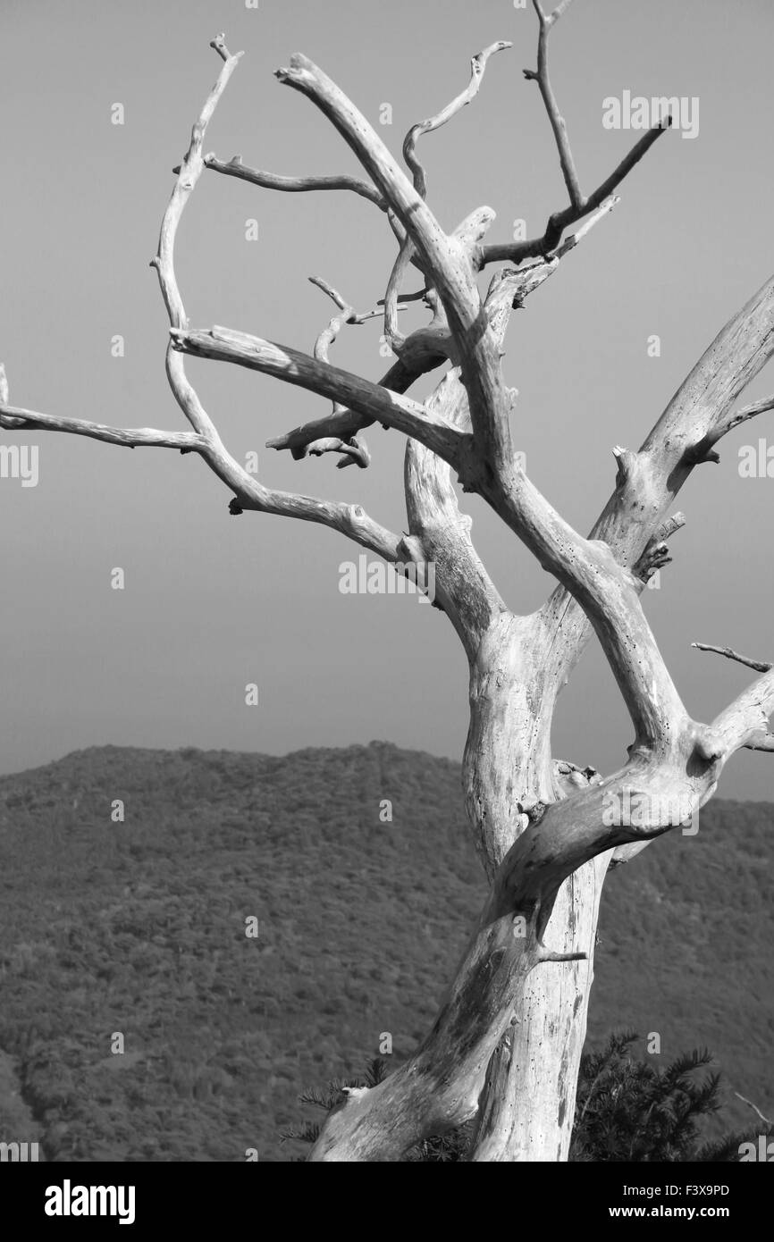 Tree on the top of the mountain Stock Photo
