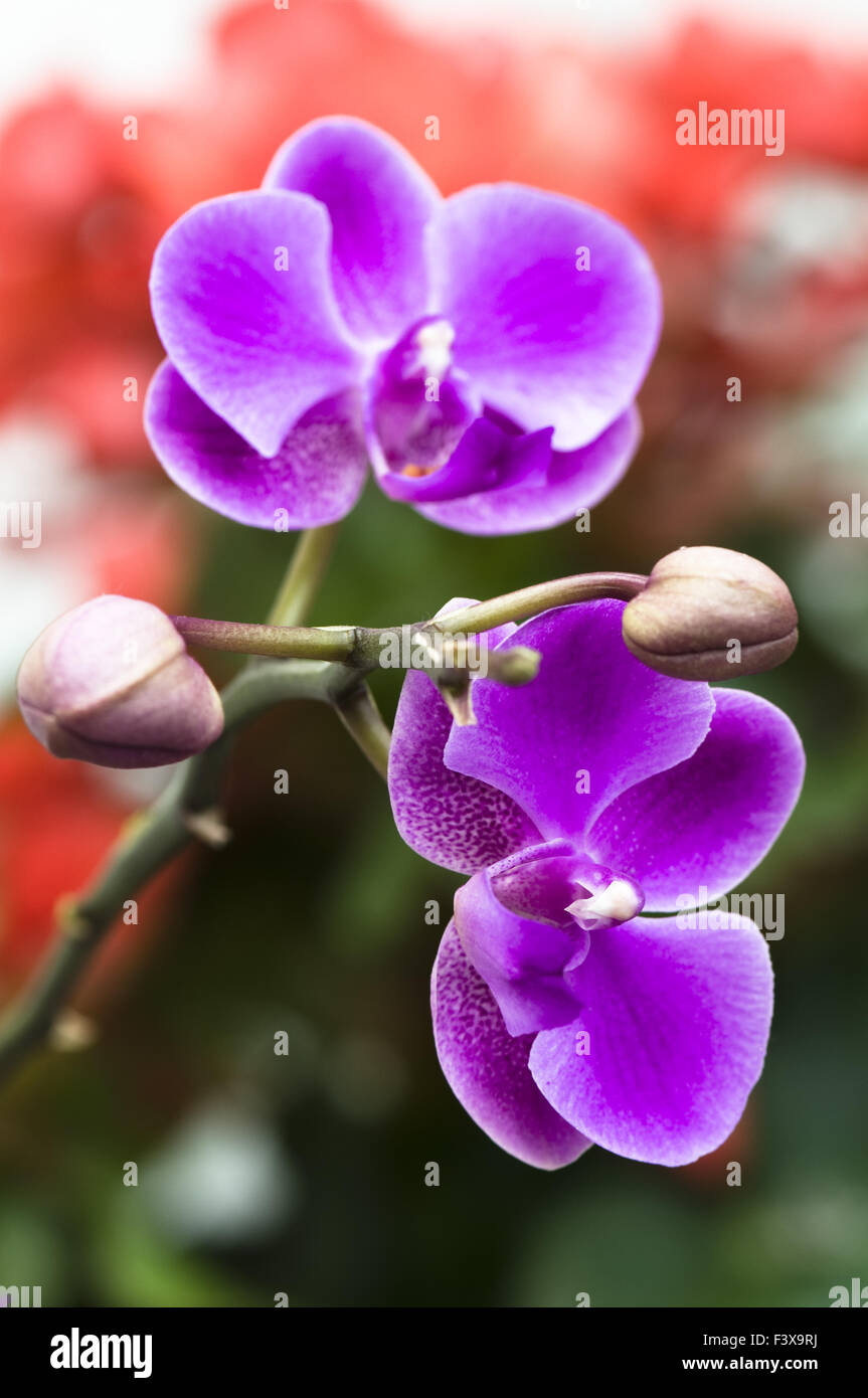 Pink orchid flower in close up Stock Photo