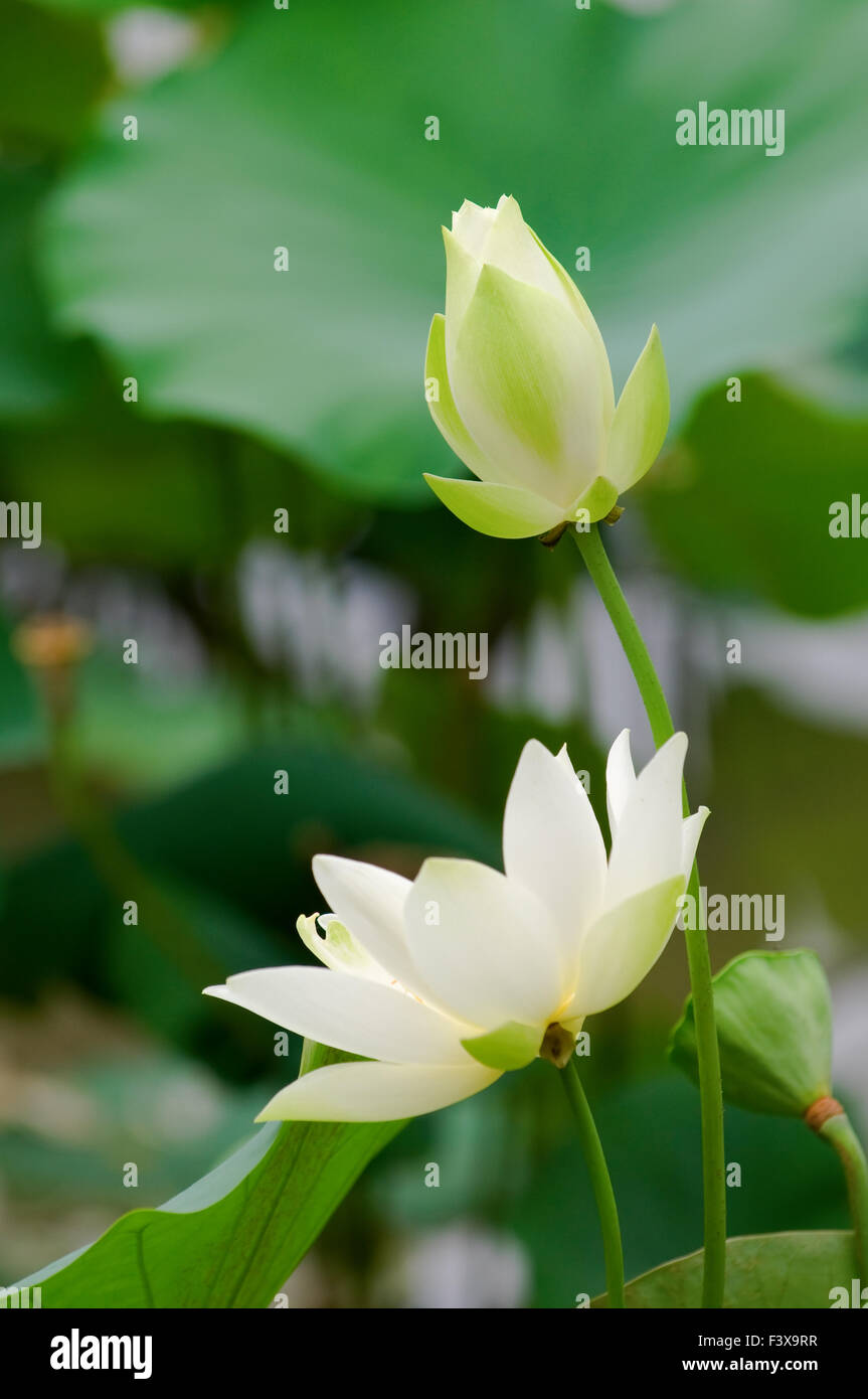 Close up of blooming white lotus flower Stock Photo