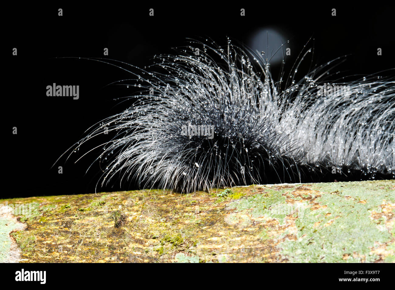 Hairy caterpillars hi-res stock photography and images - Alamy