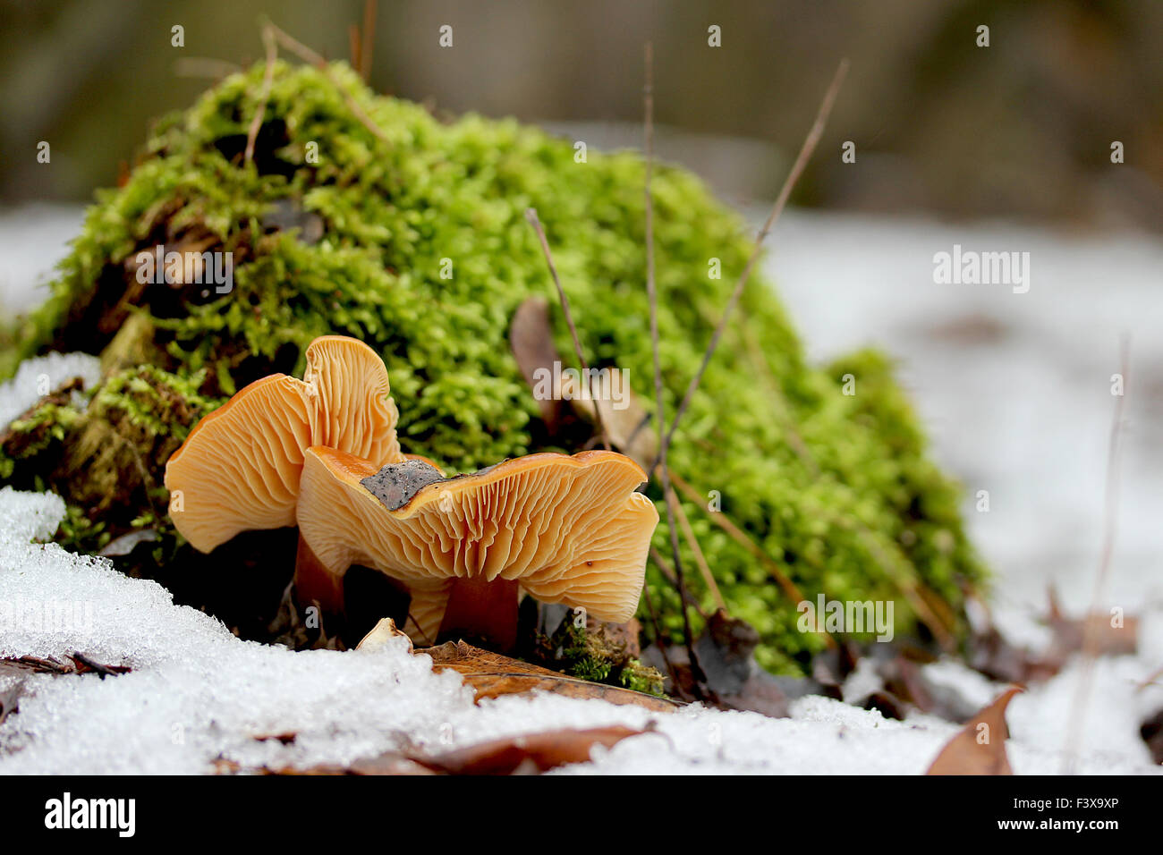 mushroom in snow Stock Photo
