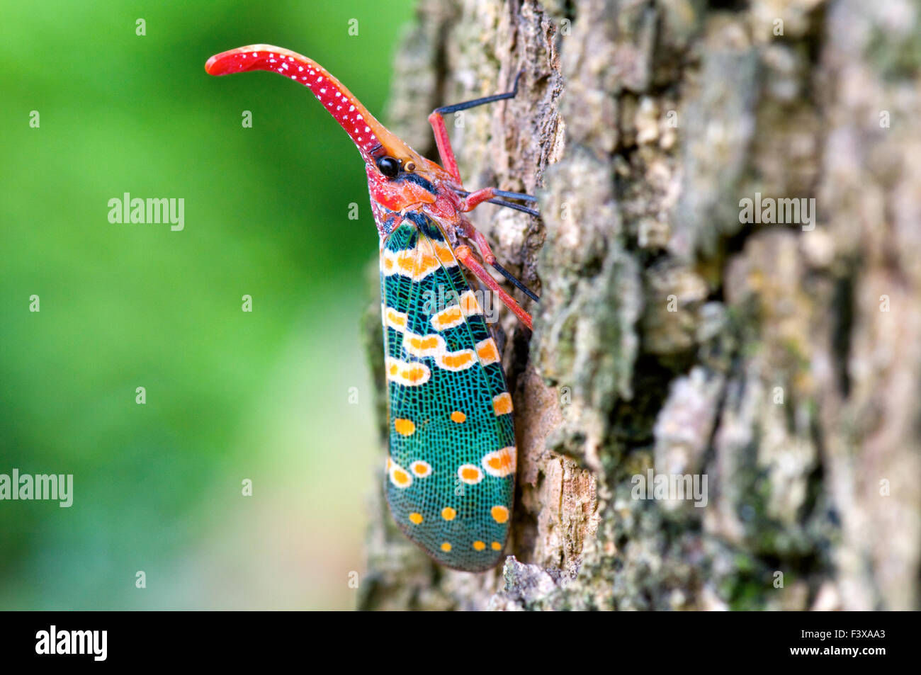Close up view of Pyrops candelaria on tree Stock Photo