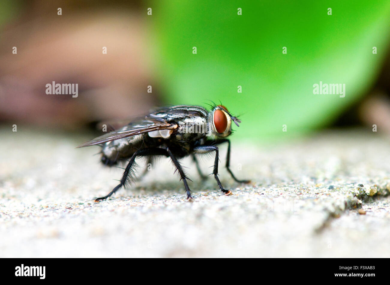 A close shot of red eye fly in green leaf Stock Photo