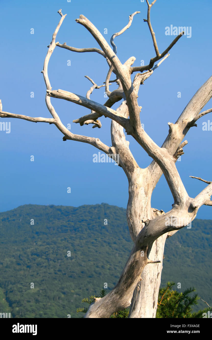 Tree top horizon hi-res stock photography and images - Alamy