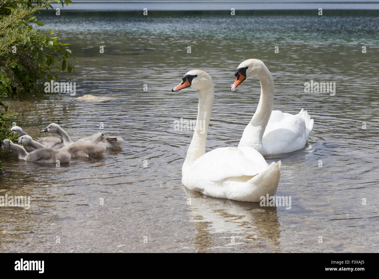 Mute swans on a lake Stock Photo