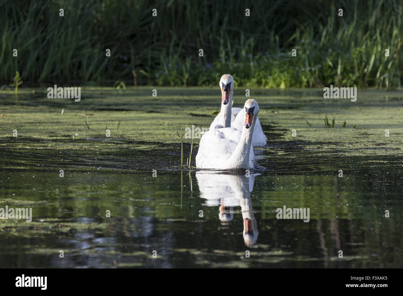 Mute Swan Stock Photo