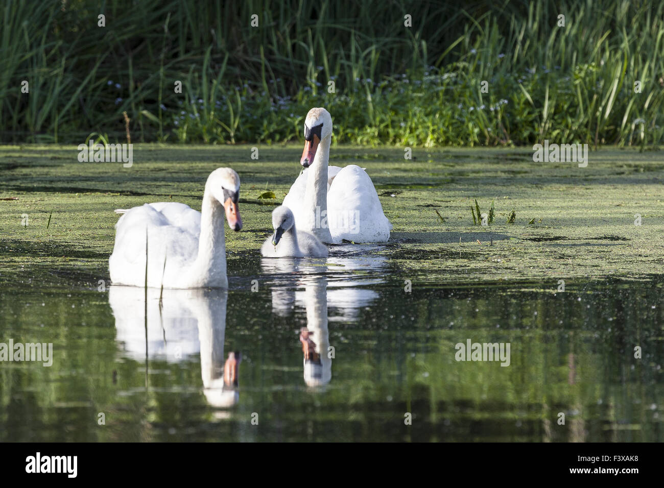 Mute Swan Stock Photo