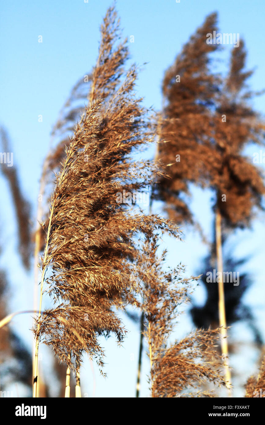 Reed stand at the sea in blue sky Stock Photo - Alamy