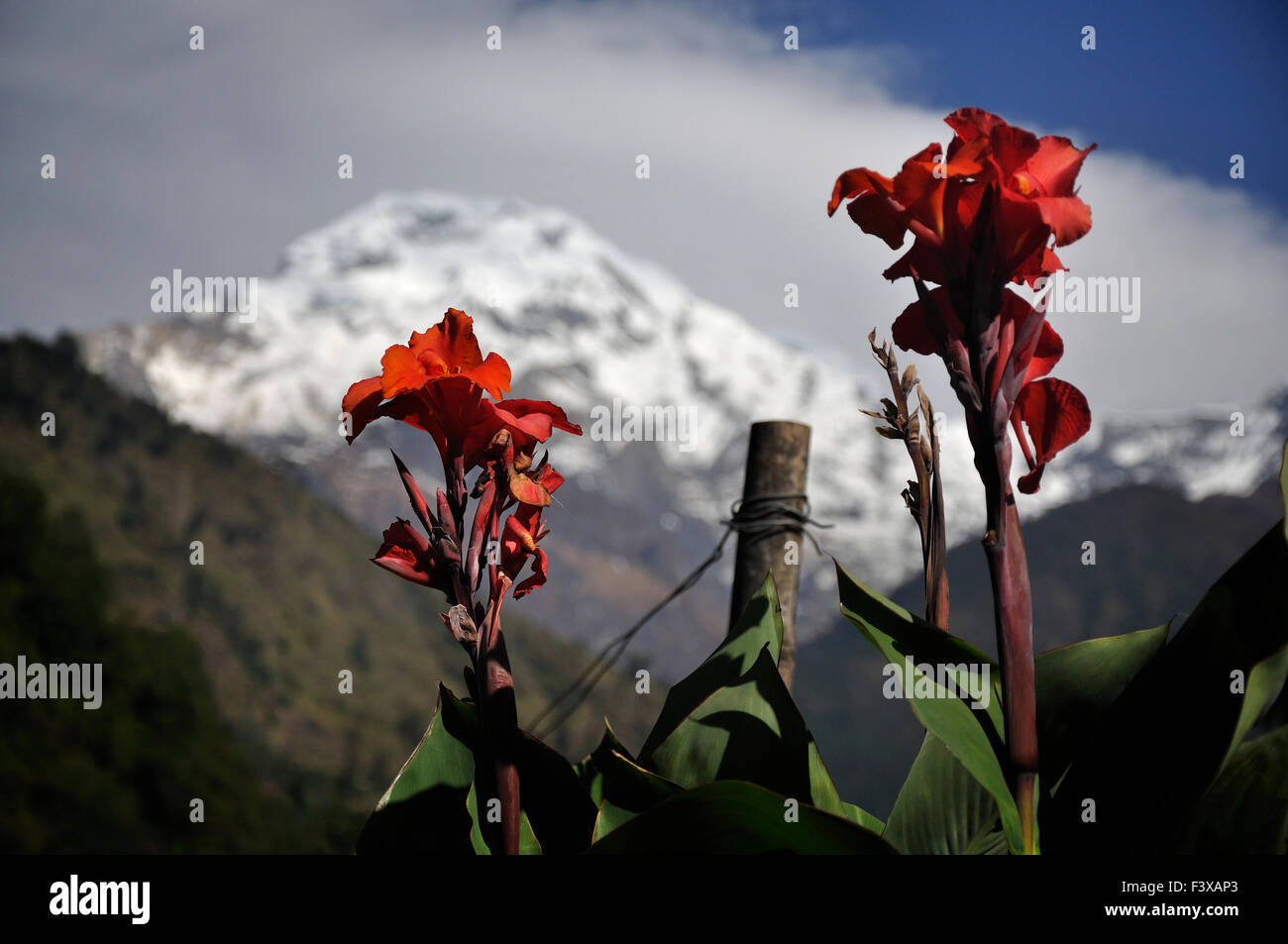 Himalayan mountain flowers hi-res stock photography and images - Alamy