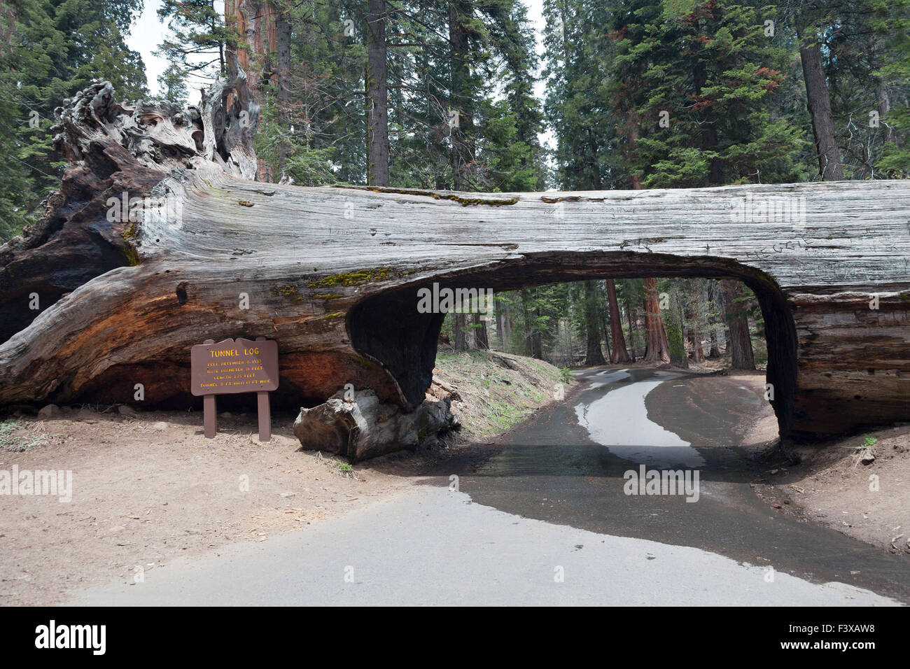 Tunnel log in the Sequoia park Stock Photo