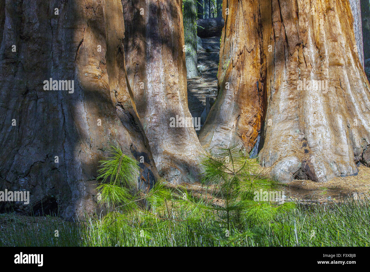 Sequoias Yosemite National Park Stock Photo