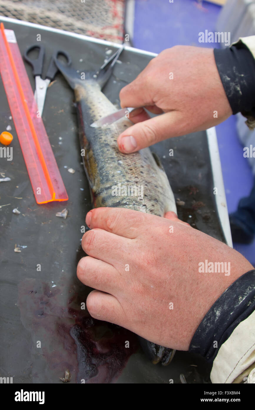 ichthyology of a salmon Stock Photo