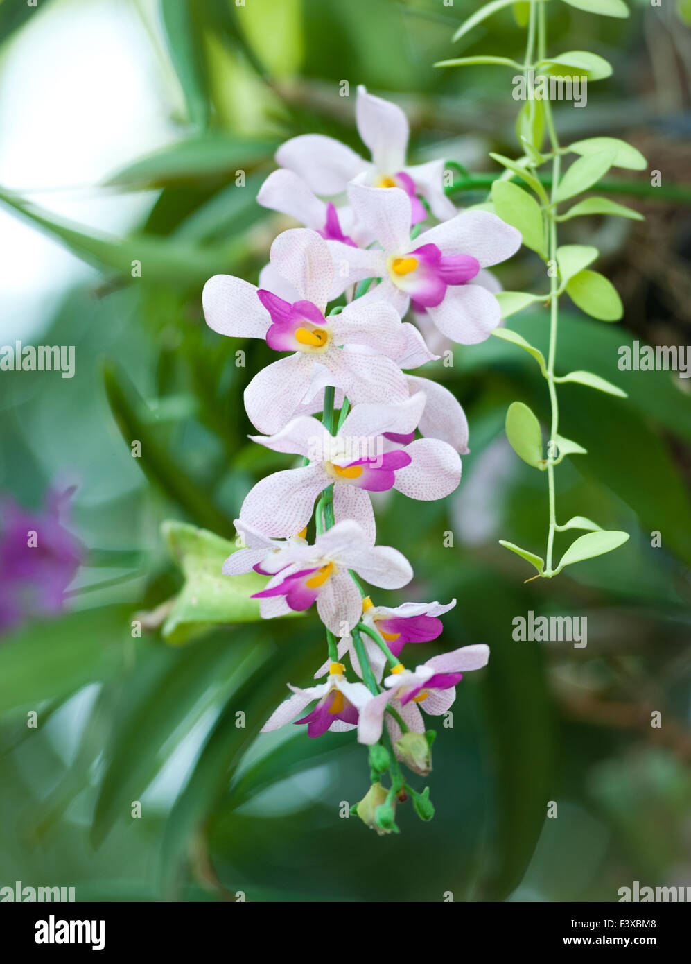 Orchid Tree Stamen Hi-res Stock Photography And Images - Alamy