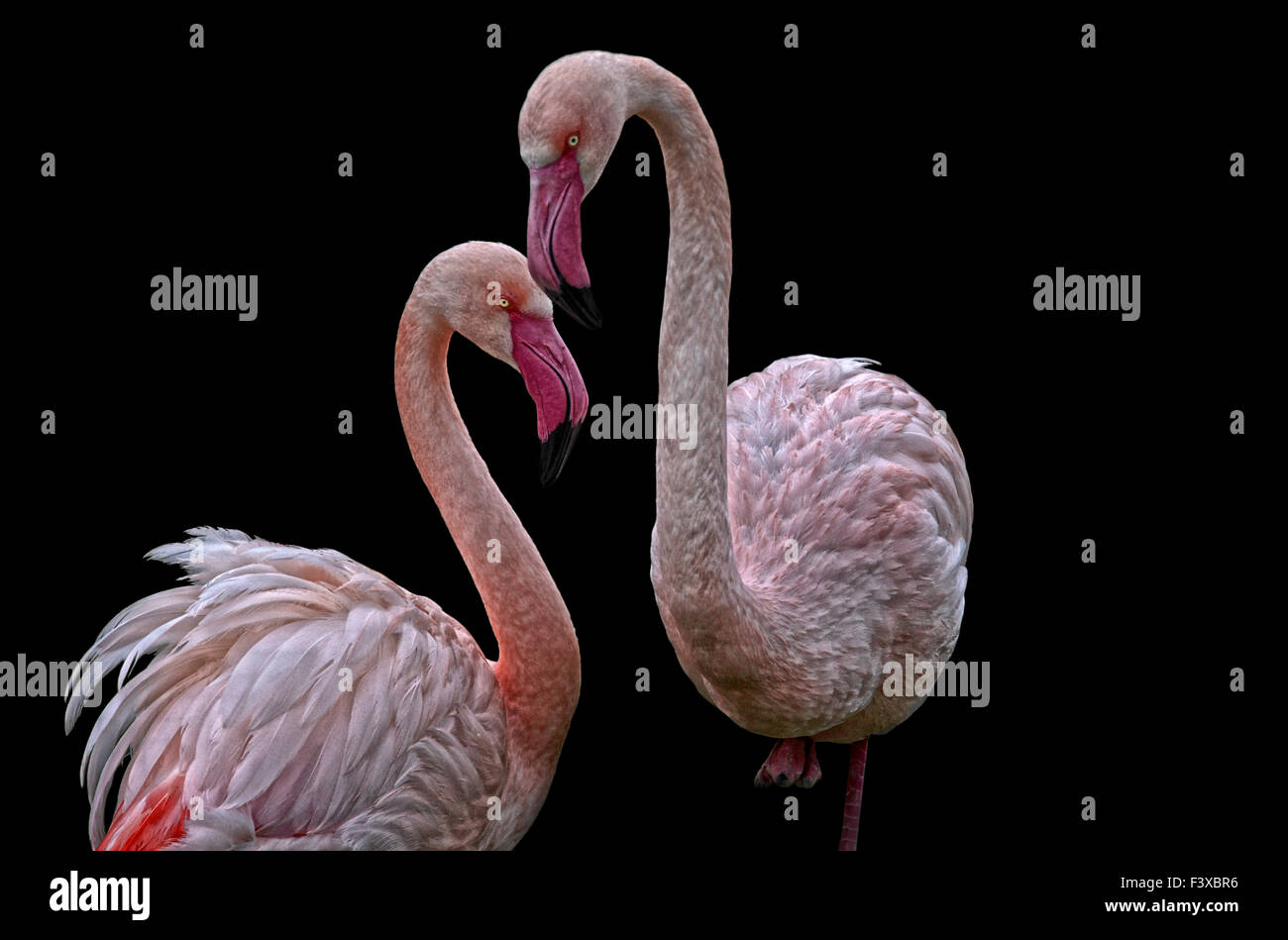 pretty flamingos Stock Photo