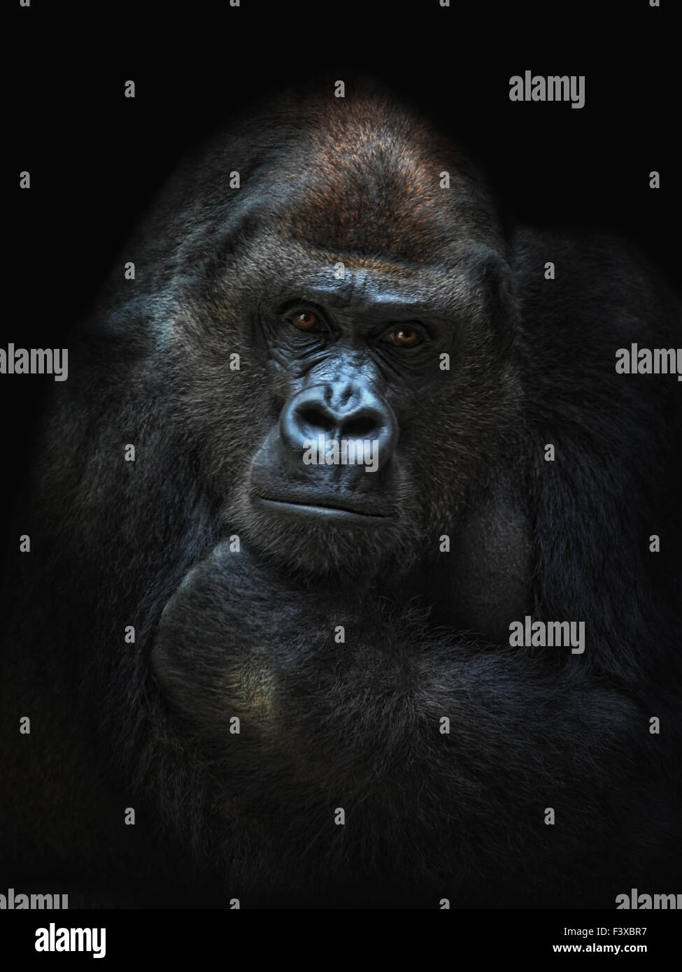 she-gorilla Stock Photo