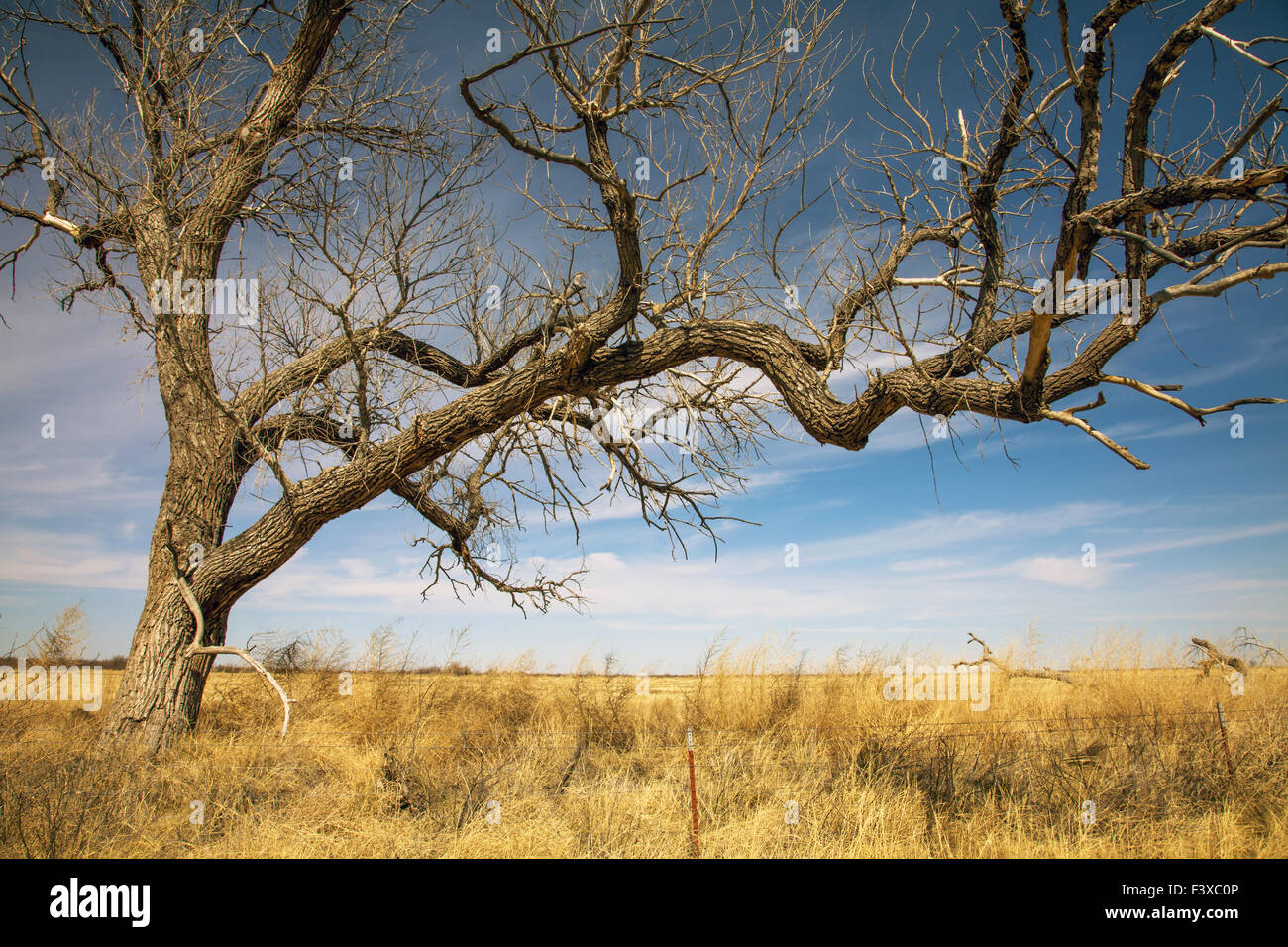 Landscape in Texas Stock Photo