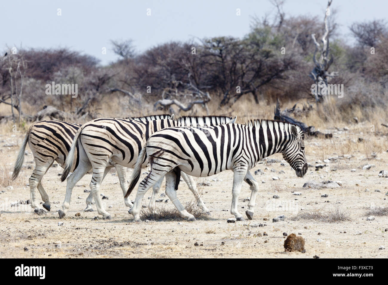 Namibia zebras hi-res stock photography and images - Alamy