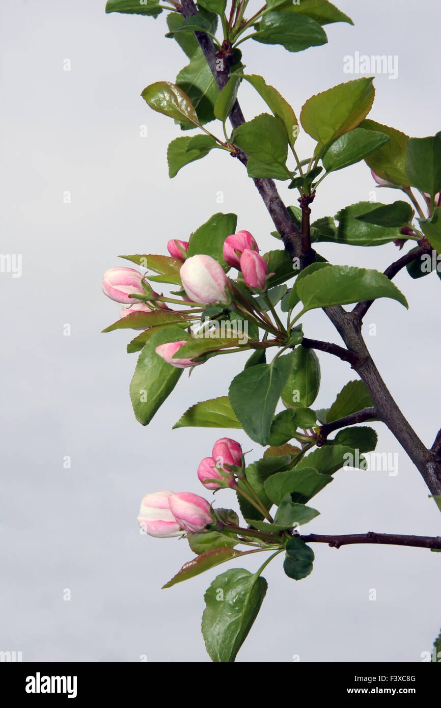 Apple-tree branch Blossom Stock Photo - Alamy