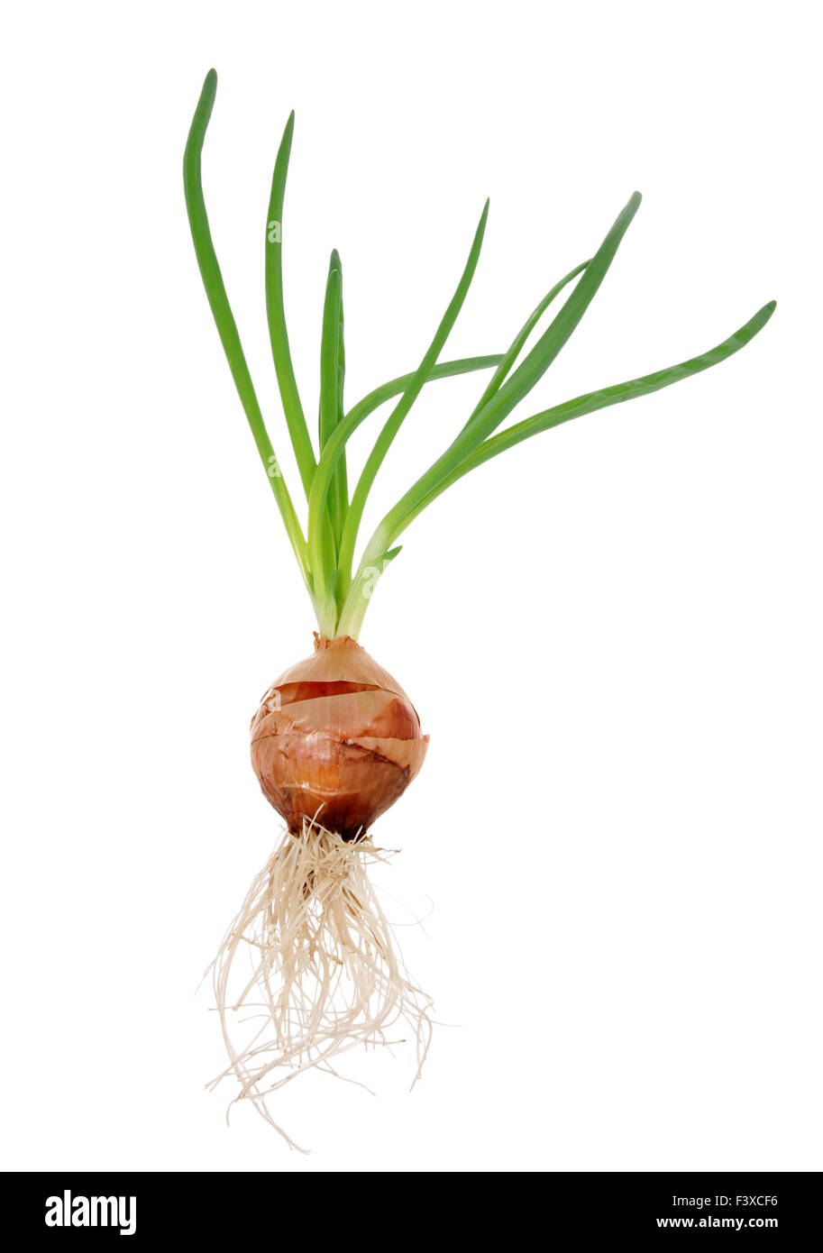 Onion with green and roots Stock Photo Alamy