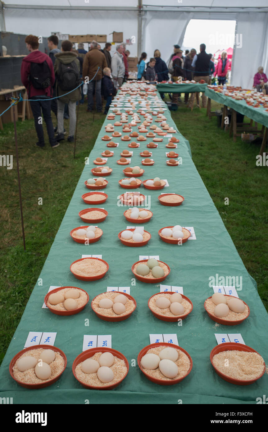 Eggs after judging at the Stithians Agricultural show show in Cornwall UK Stock Photo