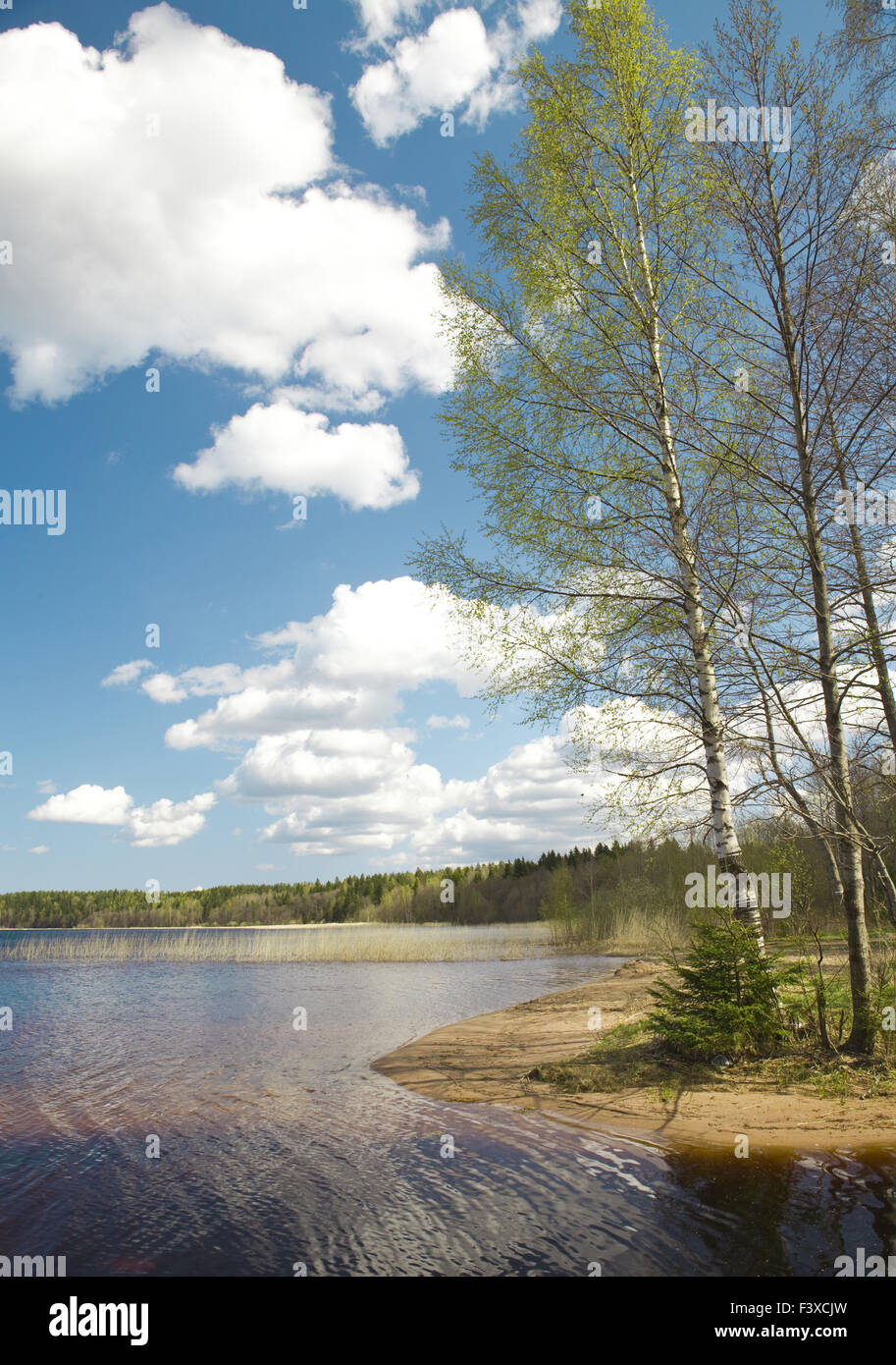 Birch at lake Stock Photo Alamy