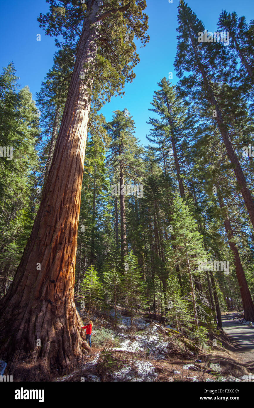 Sequoia in the park Yosemitenational Stock Photo