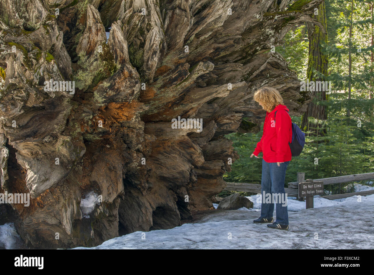 Sequoia in the park Yosemitenational Stock Photo