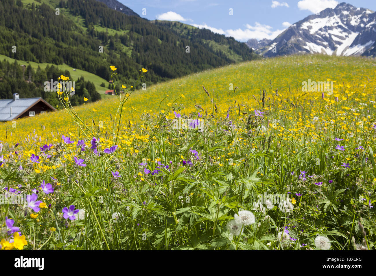 The little Walser valley in Austria Stock Photo Alamy
