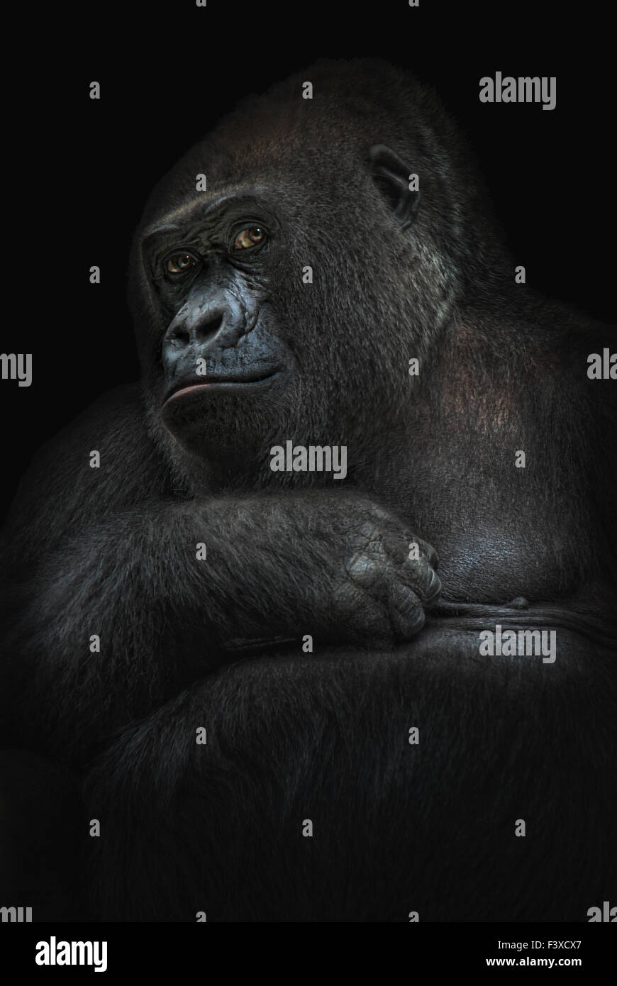 shy gorilla girl Stock Photo