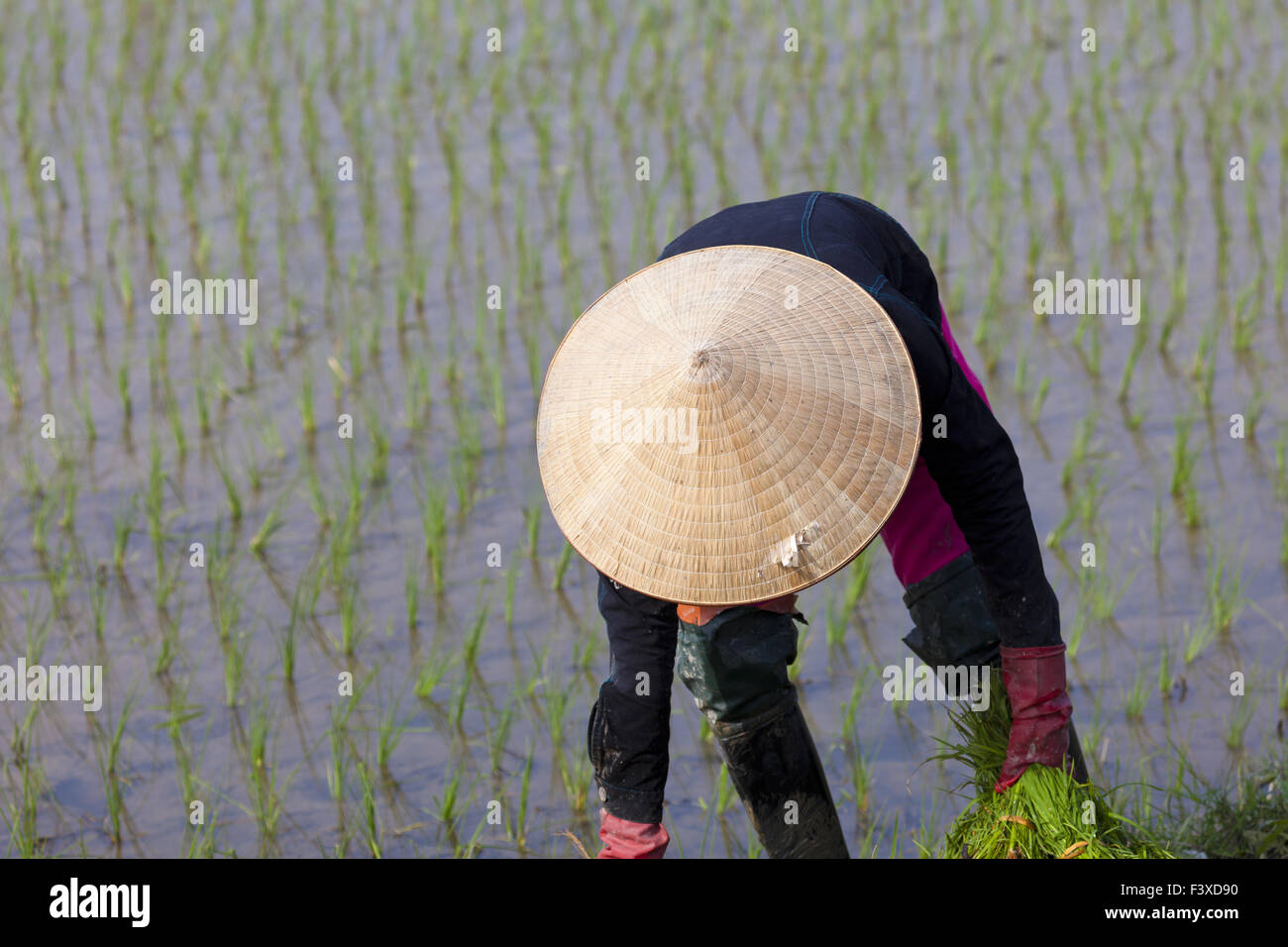 Woman working at the rice field Stock Photo