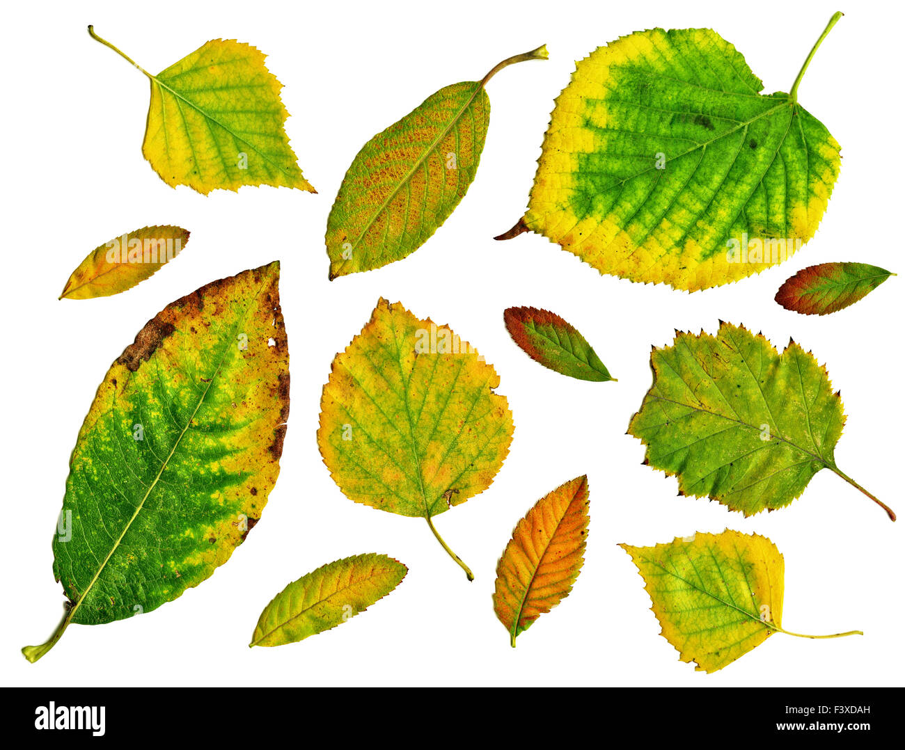 Set of green autumn leaves isolated Stock Photo