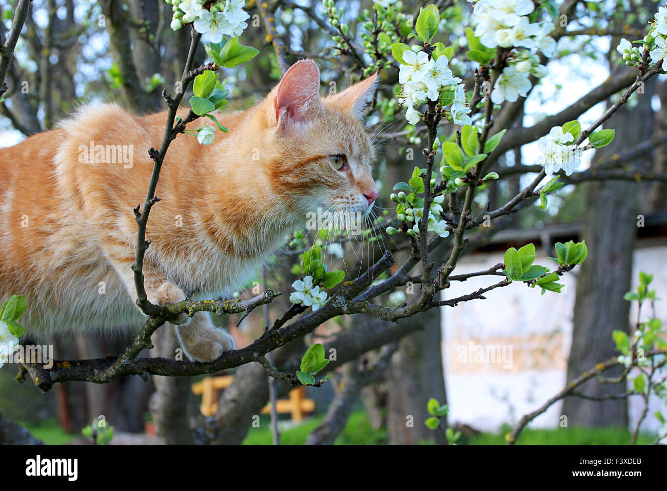 cat in tree Stock Photo Alamy