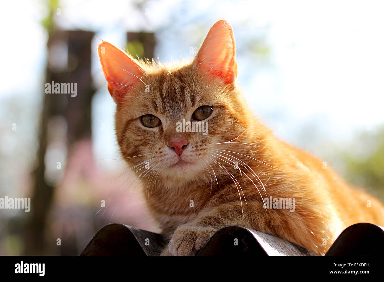young cat Stock Photo