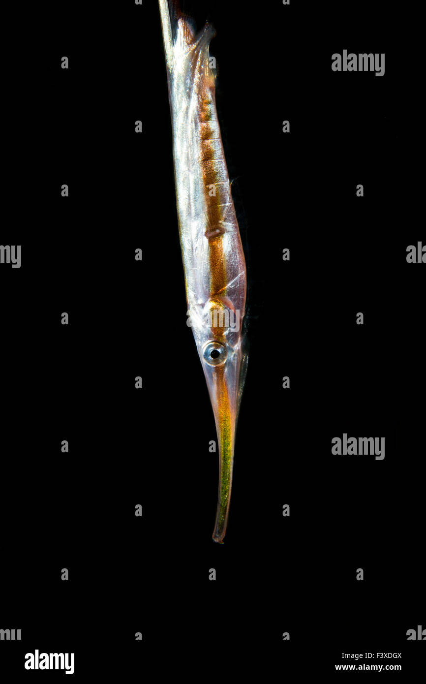 Razor fish (Aeoliscus strigatus) on Black Background Stock Photo
